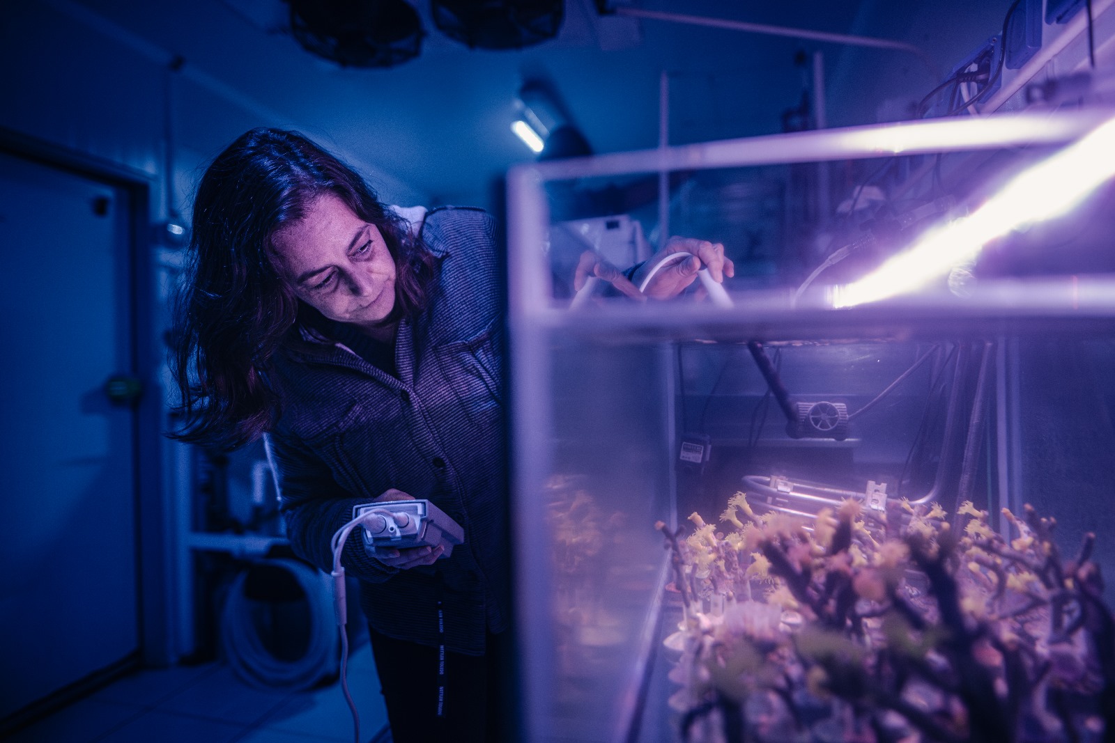 Climate change impacts on deep-sea fauna